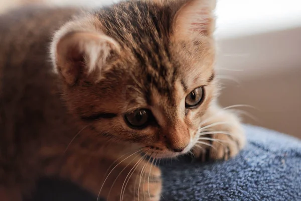 Small Kitten Playfully Looks — Stock Photo, Image