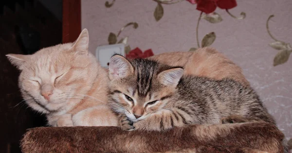 Tata Córka Koty Odpoczywają — Zdjęcie stockowe