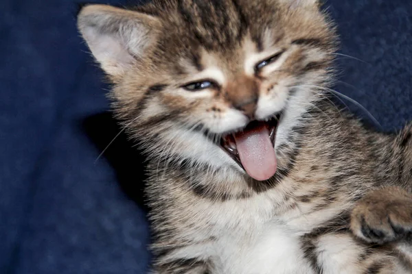Small Kitten Widely Smiles — Stock Photo, Image