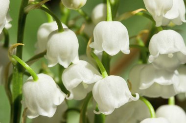 Lily vadi. Bahçe çiçek güzel kokusu ile. Makro fotoğraf
