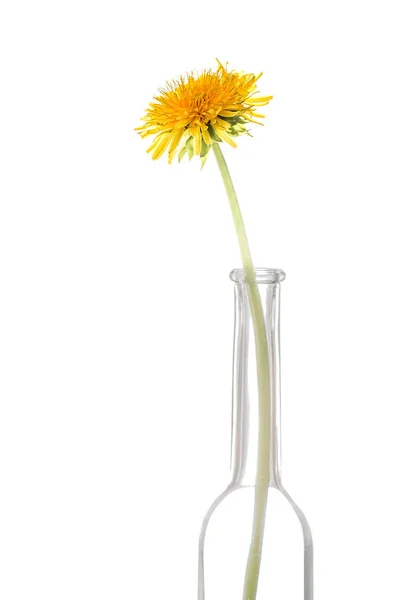 Dandelions Flower Glass Isolated White Background — Stock Photo, Image