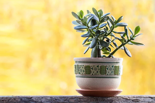 Clay pot of Crassular Ovata ,Green Jade Succulent Plants , Lucky plant or Money Tree on yellow background