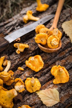 Orman çim ahşap zemin üzerine sarı Cantharellus cibarius mantar. Ham yabani mantar chanterelles. Vejetaryen yiyecekler. Gurme yiyecekler