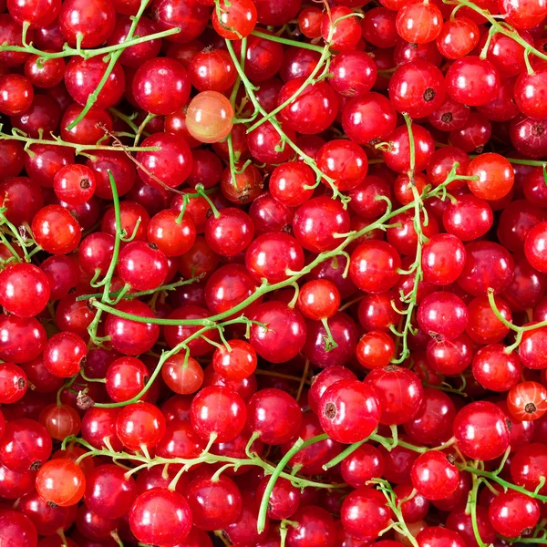 Background Ripe Juicy Red Currant Berries Top View Horizontal Photo — Stock Photo, Image