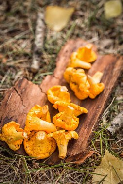 Orman çim ahşap zemin üzerine sarı Cantharellus cibarius mantar. Ham yabani mantar chanterelles. Vejetaryen yiyecekler. Gurme yiyecekler