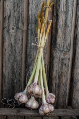 taze sarımsak ampuller rustik masada uzun sap ile. Organik taze sebze hasat. sağlıklı gıda kavramı. Yemek pişirmek için malzemeler