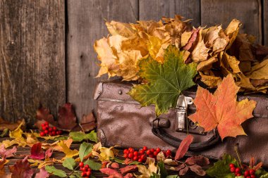 Retro çanta ahşap arka plan üzerinde sonbahar yaprakları ile. Sonbahar natürmort. Sarı akçaağaç yaprakları dolu çanta 
