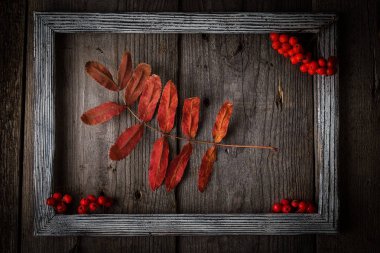   Sonbahar rowan ahşap doku çerçeve içinde bırakır. Mevsimlik kompozisyon kavramı. Yaprak lay ahşap arka plan üzerinde kurutulmuş.