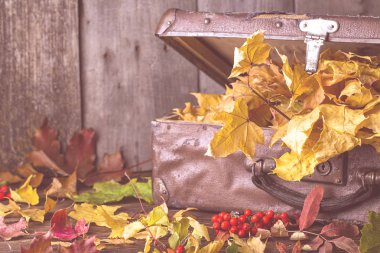 Ahşap arka plan üzerinde sonbahar yaprakları eski çantayla. Sonbahar natürmort. Sarı akçaağaç dolusu bırakır. tonlama, yumuşak odak