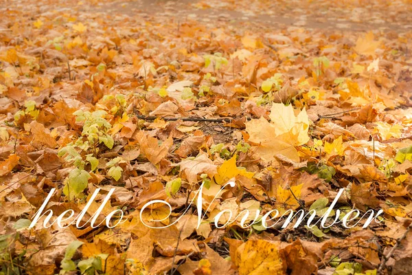 Γεια Νοεμβρίου Ευχετήρια Κάρτα Φύλλα Φθινοπώρου Σφενδάμου Φόντο Εποχή Του — Φωτογραφία Αρχείου