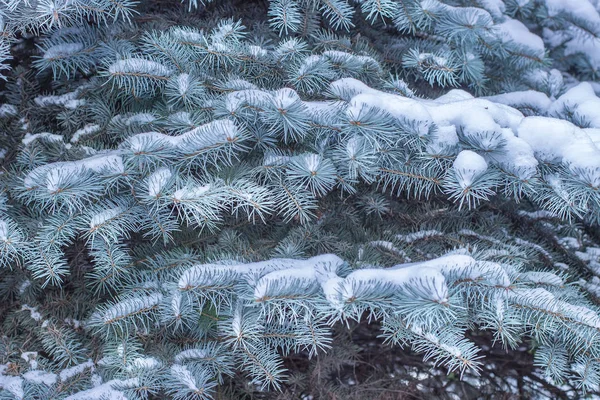 Des Branches Sapin Dans Neige Concept Vacances Hiver Grande Texture — Photo