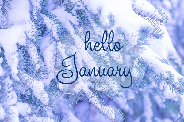 Hello January Greeting Card Winter Holidays Concept Fir Branches Snow — Stock Photo, Image
