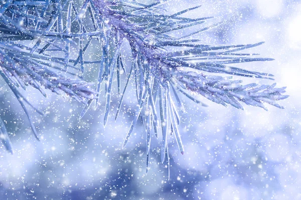 Tannenzweige Schnee Winterferienkonzept Tolle Saisontextur Mit Winterstimmung Weiche Selektive Fokussierung — Stockfoto