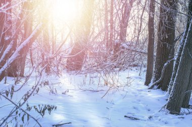 soğuk kış manzara karlı orman içinde. Kış tatil kavramı. ağaçlar ayaz akşamı karla kaplı. Güzel kış panorama