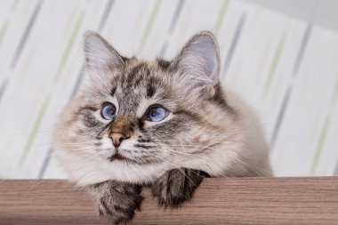 Ahşap bir masa üzerinde kabarık kedi yatıyor. Güzel bir kedi portresi.