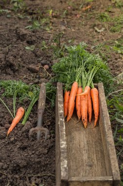 Eski bir kutuda taze havuç. Sebze hasat.