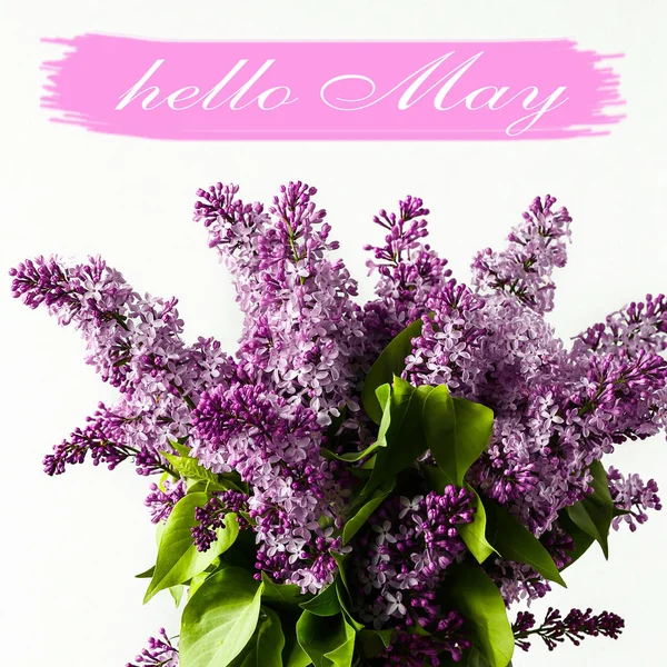 Hello May lettering card. Spring gentle lilac flowers — Stock Photo, Image