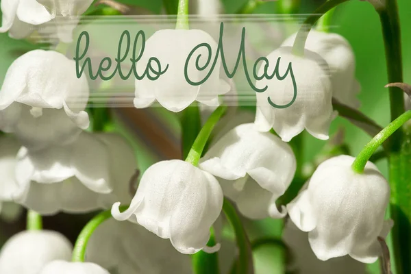 Hello May lettering card.  lilies of the valley — Stock Photo, Image