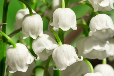 Doğal arka planda vadinin lilyum. 