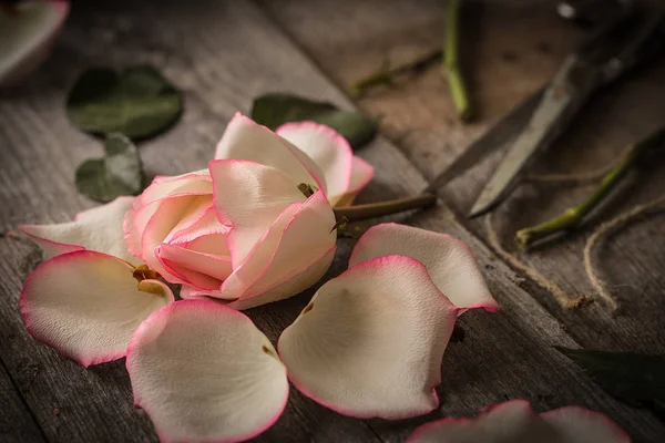 Faded pink rose on dark rustic  background.