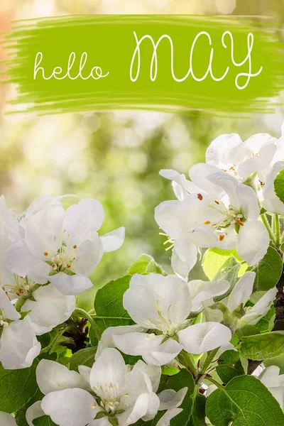 Hello mei belettering kaart. Lente achtergrond met bloemen. — Stockfoto