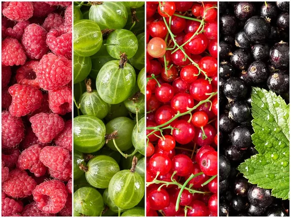 Set of fresh berries, raspberry, currant, gooseberry, black currant.
