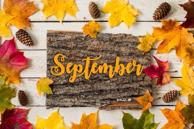 Eylül tebrik kartı. Sonbahar akçaağaç arka plan bırakır. 