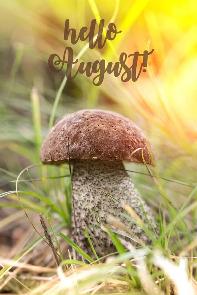 HELLO AUGUST cartão de saudação. outono ainda vida com cogumelo — Fotografia de Stock