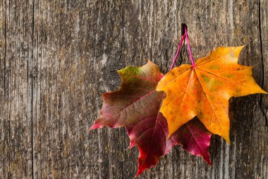 Renkli sonbahar akçaağaç yaprakları ile Sonbahar arka plan