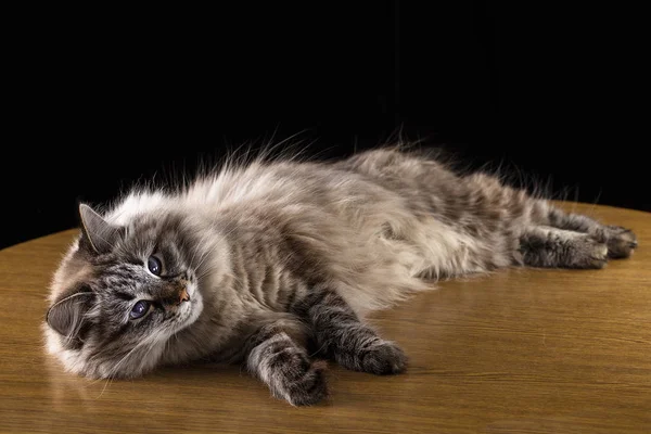 Beautiful long hair cat lying on table, on black background — Stock Photo, Image