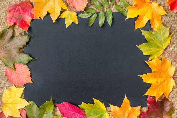 Colorful fall maple leaves on rustic wooden background