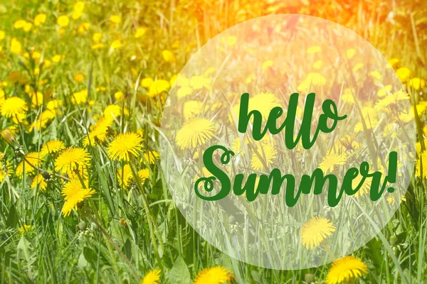Hello Summer lettering card. Summer concept. dandelion flowers — Stock Photo, Image