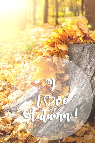 Folhas de bordo em corte de árvore. Conceito de fundo outono . — Fotografia de Stock