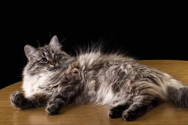 Beautiful long hair cat lying on table, on black background — Stock Photo, Image