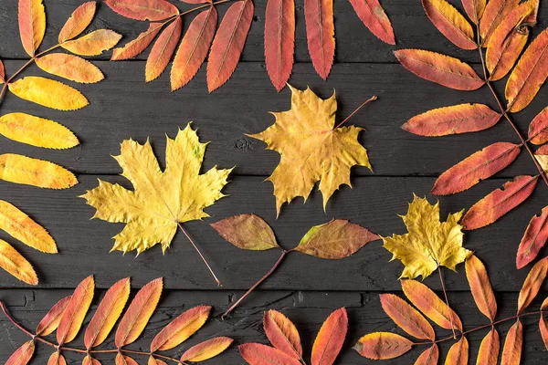 Colorful fall maple leaves on black wooden background.