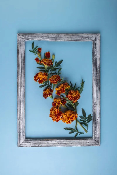 Mavi arka plan üzerinde güzel çiçeklerle yapılan yaratıcı düzen — Stok fotoğraf