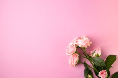 Pastel pembe arka plan üzerinde pembe gül çiçekleri