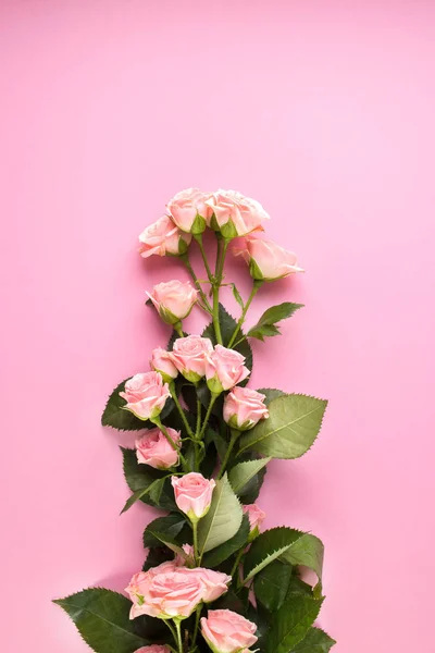 Composição de flores. Rosa rosa flores no fundo rosa pastel — Fotografia de Stock
