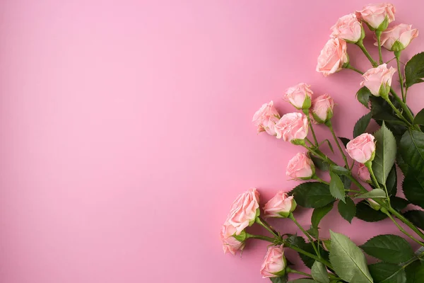 Composição de flores. Rosa rosa flores no fundo rosa pastel . — Fotografia de Stock