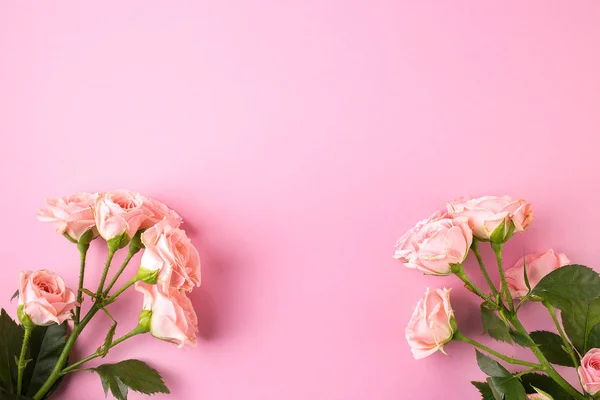 Pink rose head isolated on pastel pink background. Flat lay. Copy