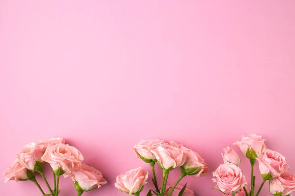 Rosa rosa flores no fundo rosa pastel . — Fotografia de Stock