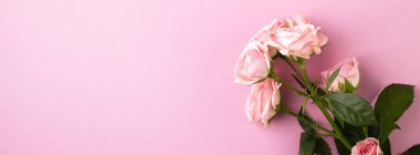 Açık pembe açık pembe arka plan üzerinde gül.