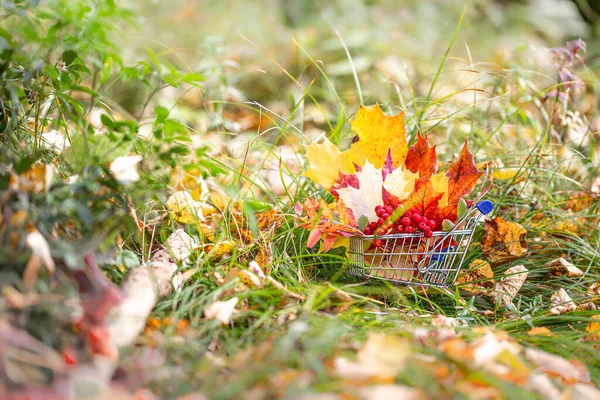 Halloween and Thanksgiving concept, autumn sales. Fall season. maple leaves, berries in supermarket trolley. Autumn season image style.