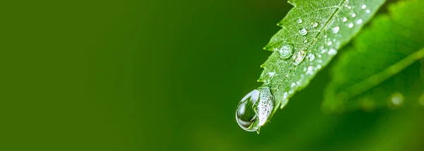 Stor vattendroppe Vatten på grönt löv. Vackert löv med droppar vatten. Miljökoncept. — Stockfoto