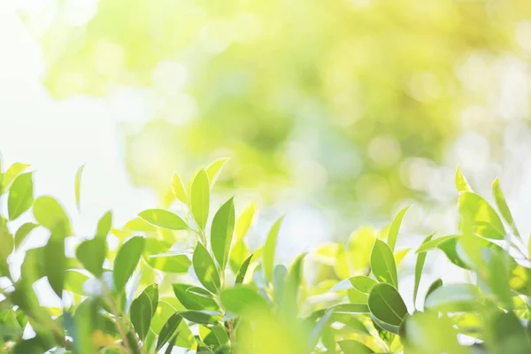 Doğal yaprak yeşili. Konsept organik yapraklar yeşil ve temiz ekoloji yaz güneşi bitkileri manzarasında. Bokeh parlak yeşil kullanım dokusu duvar kağıdını doğal arkaplan olarak bulanıklaştırdı. Seçici odak