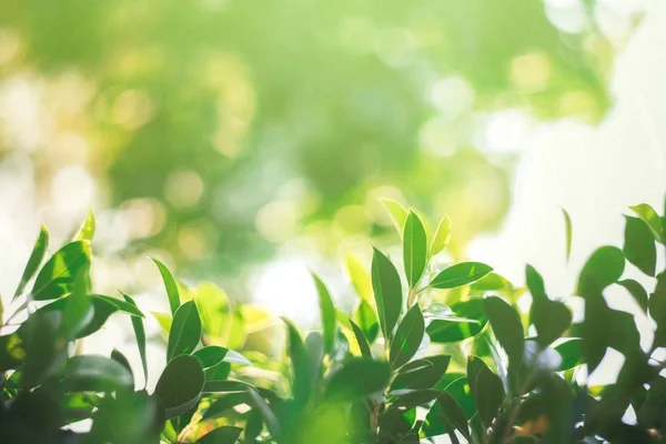 Doğal yaprak yeşili. Konsept organik yapraklar yeşil ve temiz ekoloji yaz güneşi bitkileri manzarasında. Bokeh parlak yeşil kullanım dokusu duvar kağıdını doğal arkaplan olarak bulanıklaştırdı. Seçici odak