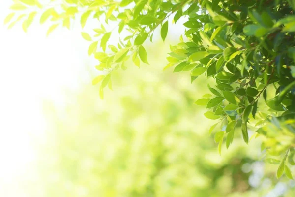 Doğal yaprak yeşili. Konsept organik yapraklar yeşil ve temiz ekoloji yaz güneşi bitkileri manzarasında. Bokeh parlak yeşil kullanım dokusu duvar kağıdını doğal arkaplan olarak bulanıklaştırdı. Seçici odak