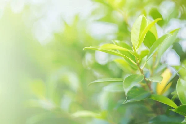 Doğal yaprak yeşili. Konsept organik yapraklar yeşil ve temiz ekoloji yaz güneşi bitkileri manzarasında. Bokeh parlak yeşil kullanım dokusu duvar kağıdını doğal arkaplan olarak bulanıklaştırdı. Seçici odak