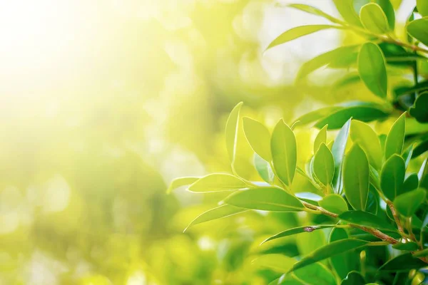 Doğal yaprak yeşili. Konsept organik yapraklar yeşil ve temiz ekoloji yaz güneşi bitkileri manzarasında. Bokeh parlak yeşil kullanım dokusu duvar kağıdını doğal arkaplan olarak bulanıklaştırdı. Seçici odak