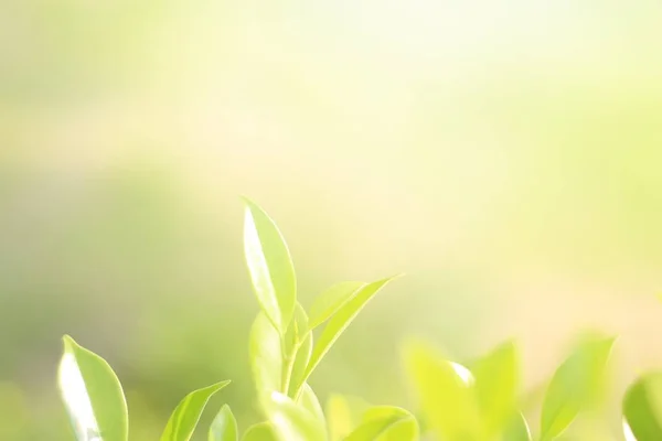 Doğal yaprak yeşili. Konsept organik yapraklar yeşil ve temiz ekoloji yaz güneşi bitkileri manzarasında. Bokeh parlak yeşil kullanım dokusu duvar kağıdını doğal arkaplan olarak bulanıklaştırdı. Seçici odak